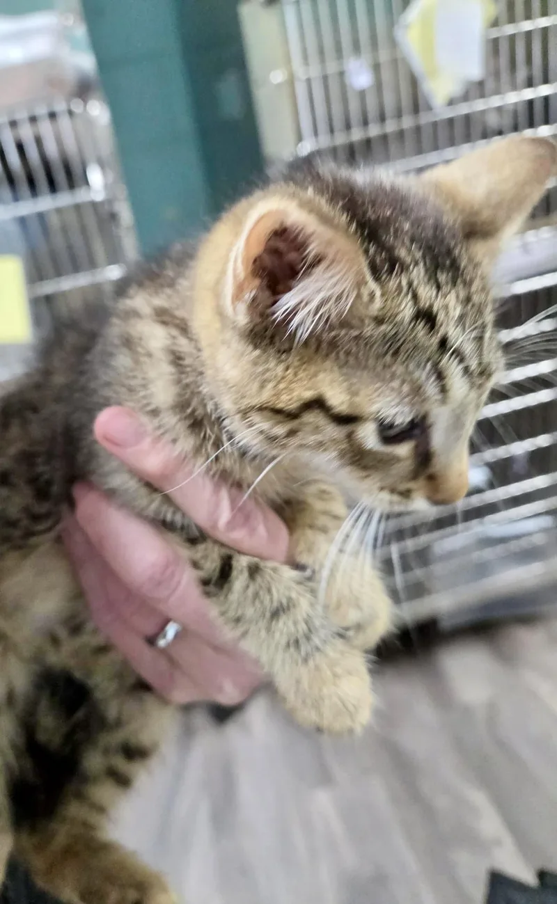 A baby medium-sized male Domestic Short Hair cat named Garlic for adoption in Trenton, NJ