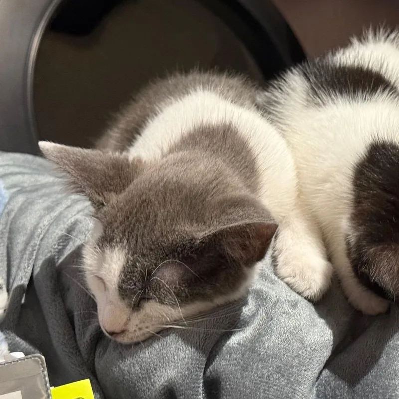 A baby small-sized male Gray / Blue / Silver Domestic Short Hair cat named Bear for adoption in Silver Spring, MD