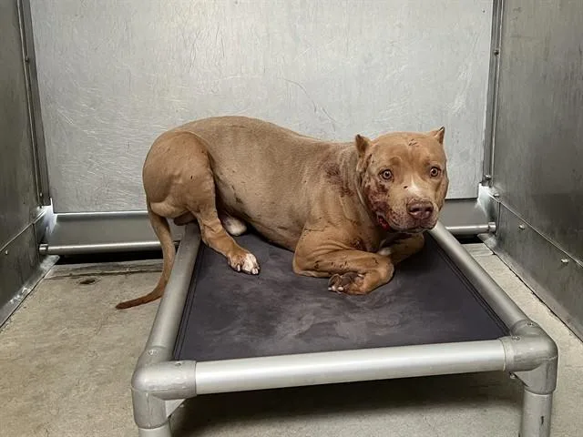 A young large-sized male Pit Bull Terrier dog named Mark for adoption in Lancaster, CA