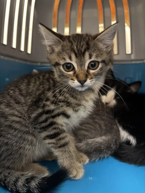 A baby small-sized female Domestic Short Hair cat named Clarice for adoption in Santa Rosa, CA