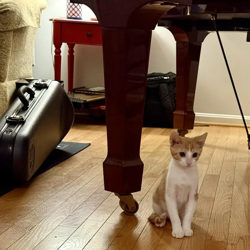 Dobby Part Flying Acrobat thumbnail 2