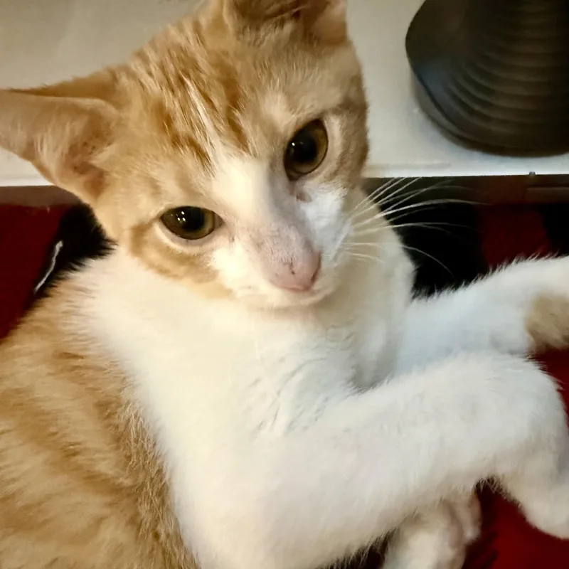 Dobby Part Flying Acrobat thumbnail 3