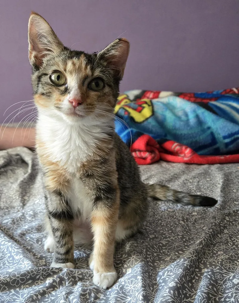 A baby medium-sized female Calico Domestic Short Hair cat named Moira Larchwood for adoption in Philadelphia, PA