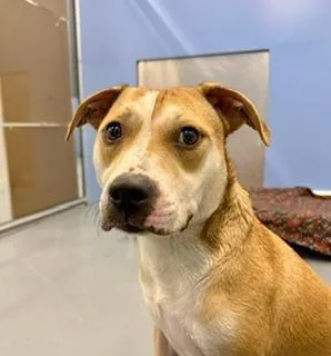 A young medium-sized female Yellow / Tan / Blond / Fawn American Bully dog named Diamond for adoption in Winter Haven, FL