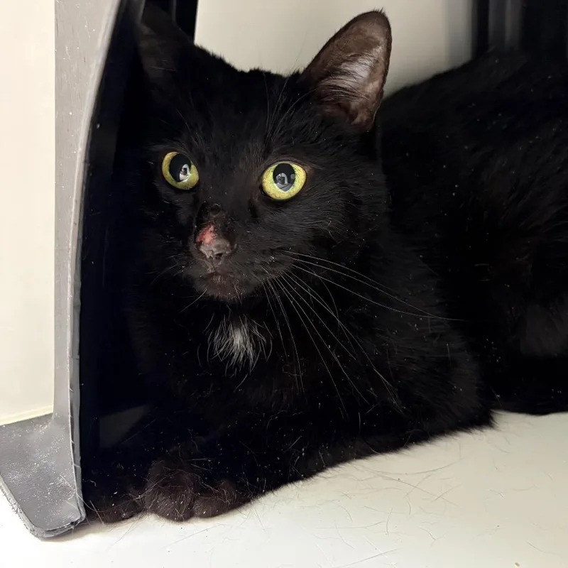 An adult medium-sized female Black Domestic Short Hair cat named Licorice for adoption in Nashville, TN