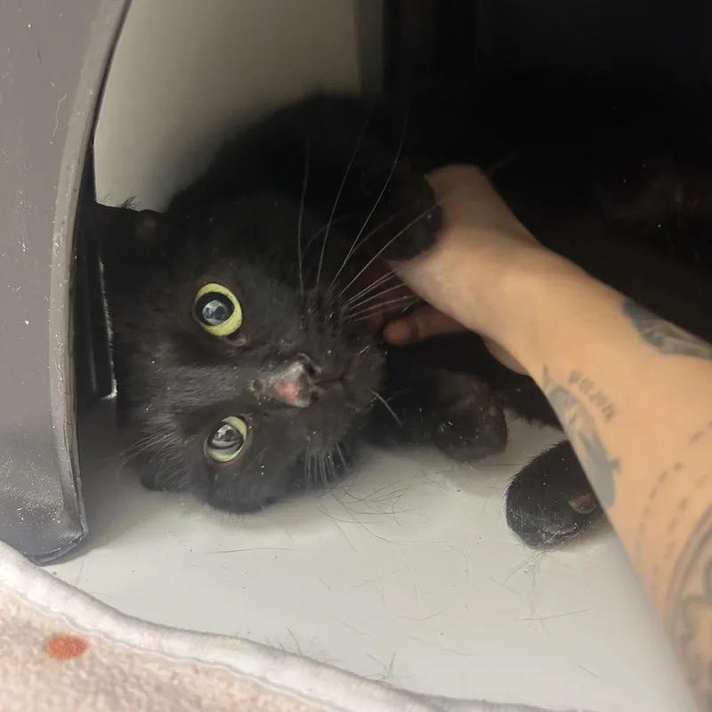 Licorice thumbnail 2