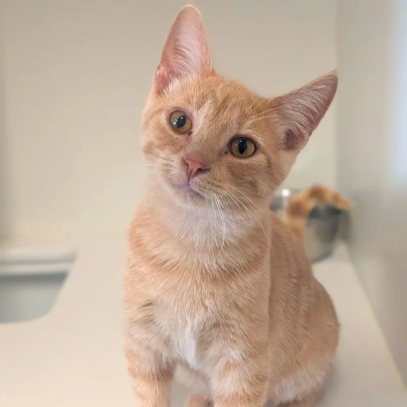 A baby small-sized male Orange / Red Domestic Short Hair cat named Xavier for adoption in Prairie du Chien, WI