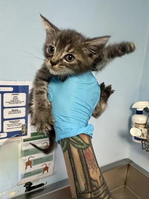 A baby small-sized male Domestic Medium Hair cat named A for adoption in Bakersfield, CA