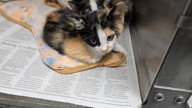 Cora