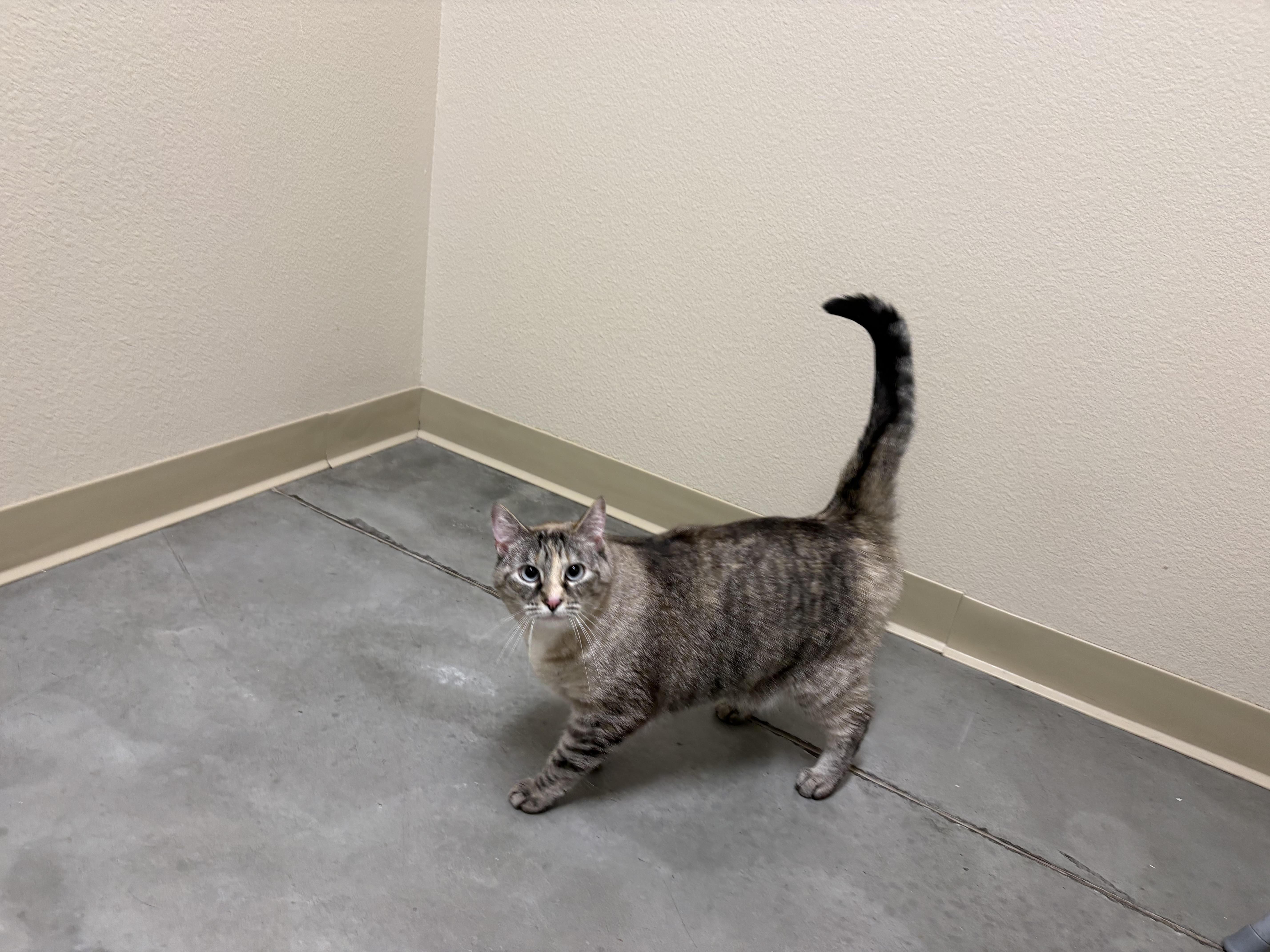 An adult medium-sized female Domestic Short Hair cat named Opal for adoption in Boise, ID