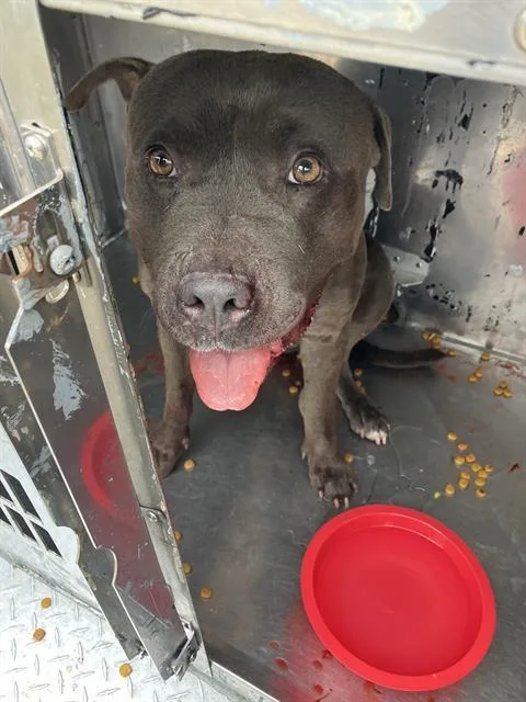 An adult medium-sized male Mixed Breed dog named Gucci for adoption in Dallas, TX