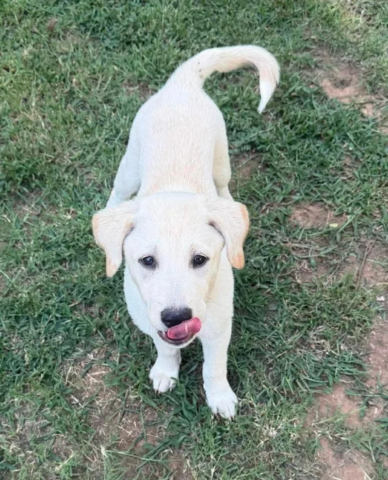 A baby large-sized female Yellow / Tan / Blond / Fawn Labrador Retriever dog named Bev for adoption in Shawnee, OK