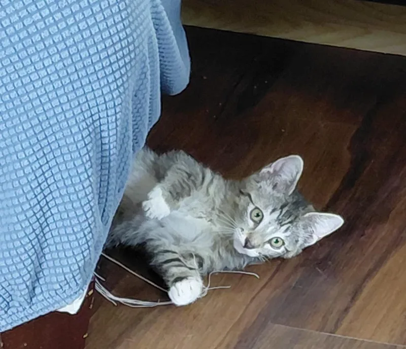 A baby medium-sized female Domestic Short Hair cat named Trixie for adoption in Salt Lake City, UT