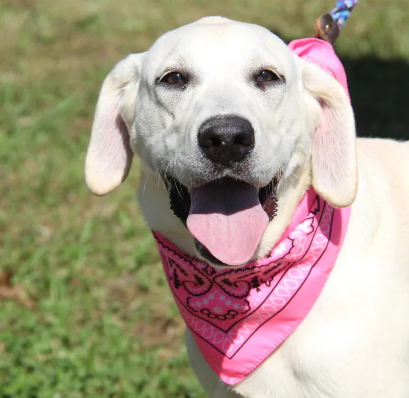 A baby medium-sized female Yellow Labrador Retriever dog named GiGi for adoption in Marietta, OH