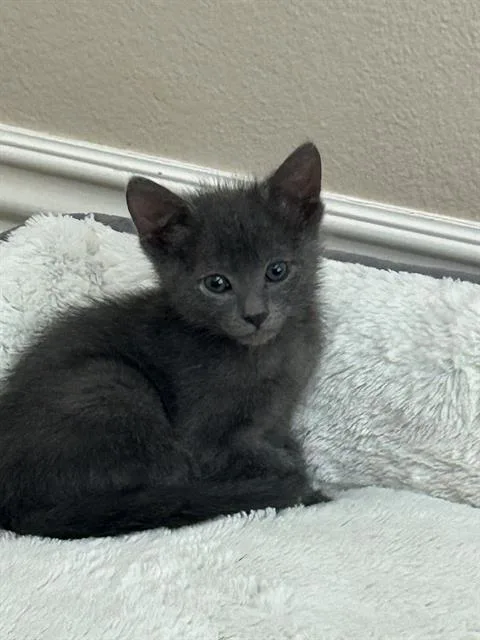 A baby small-sized male Domestic Short Hair cat named Mochi for adoption in Tustin, CA