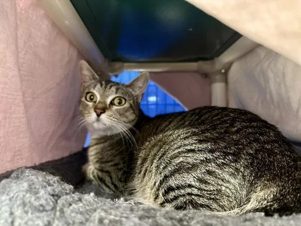 An adult small-sized female Domestic Short Hair cat named Cow Marie for adoption in Sherwood, OR