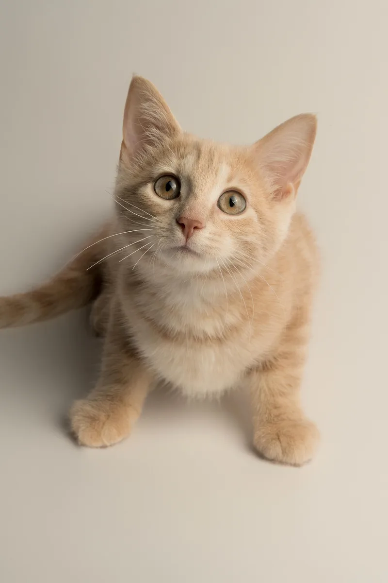 A baby small-sized female Buff / Tan / Fawn Domestic Short Hair cat named Button for adoption in Stoughton, WI
