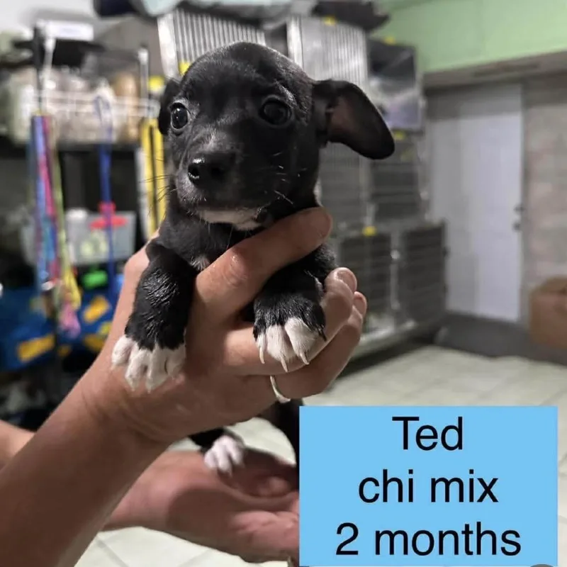Ted