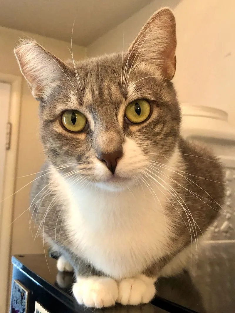 A young medium-sized female Domestic Short Hair cat named Daisy for adoption in Mission Hills, CA