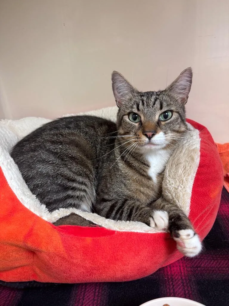A young medium-sized male Domestic Short Hair cat named Lipton for adoption in Clinton, SC