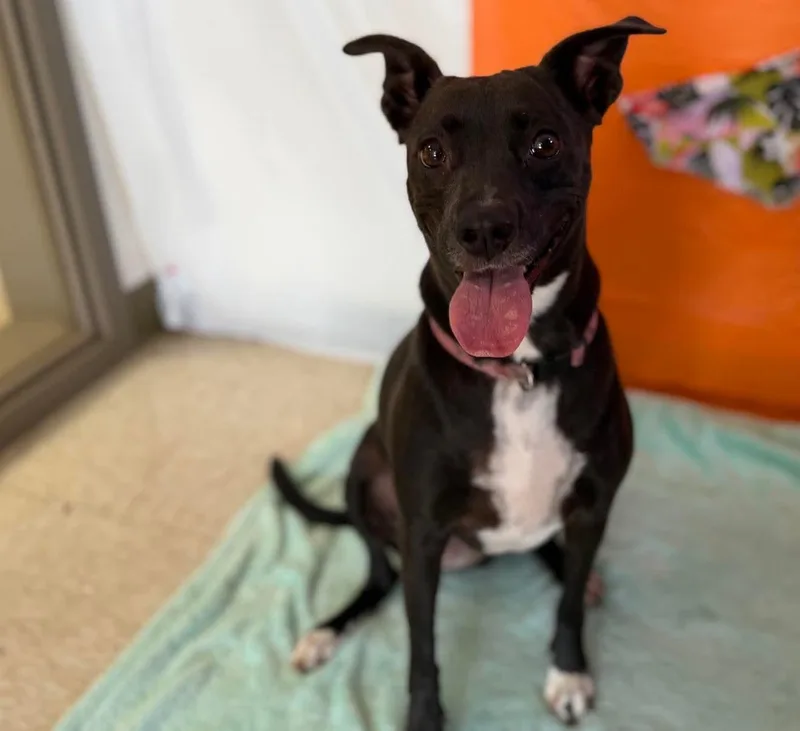 An adult medium-sized female Black Mixed Breed dog named Puppy for adoption in Chickasha, OK