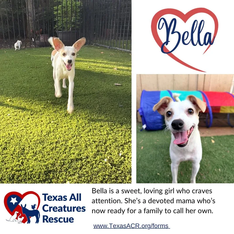 An adult small-sized female Rat Terrier dog named Bella for adoption in Alvarado, TX