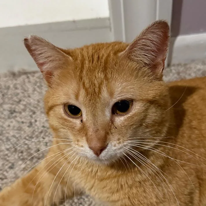 A young medium-sized male Orange / Red Domestic Short Hair cat named Percy for adoption in Grand Rapids, MN