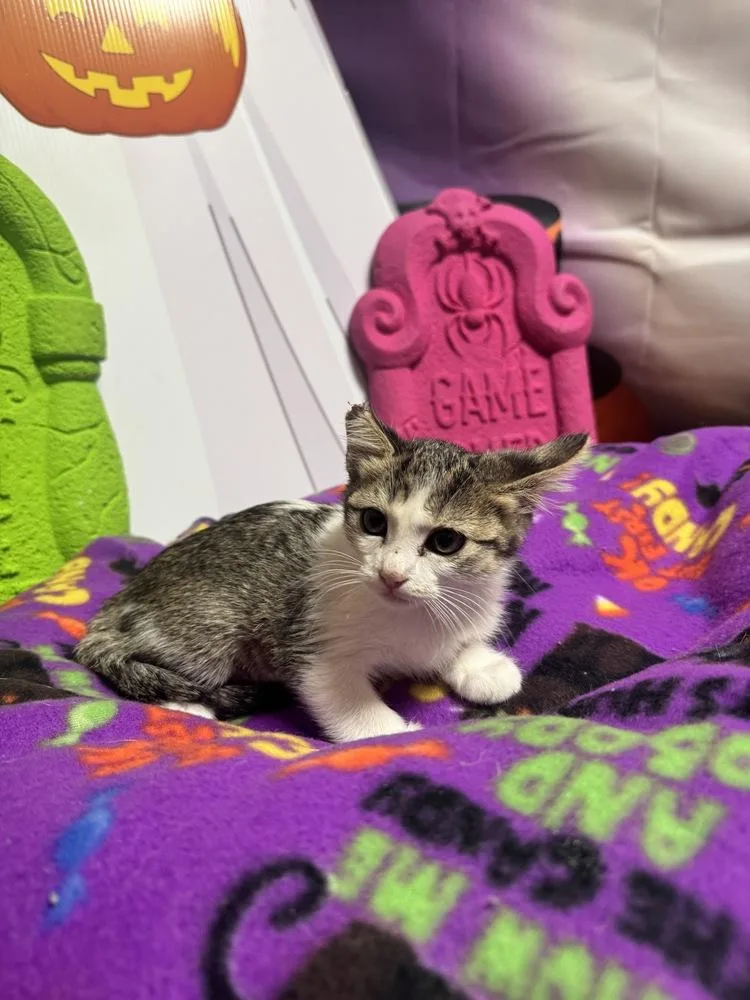 A baby small-sized female Gray & White Domestic Short Hair cat named Biscuit for adoption in Beaumont, CA