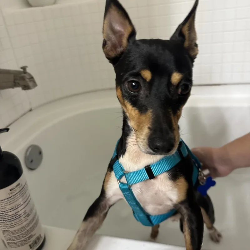 A young small-sized male Rat Terrier dog named Subaru for adoption in Orlando, FL