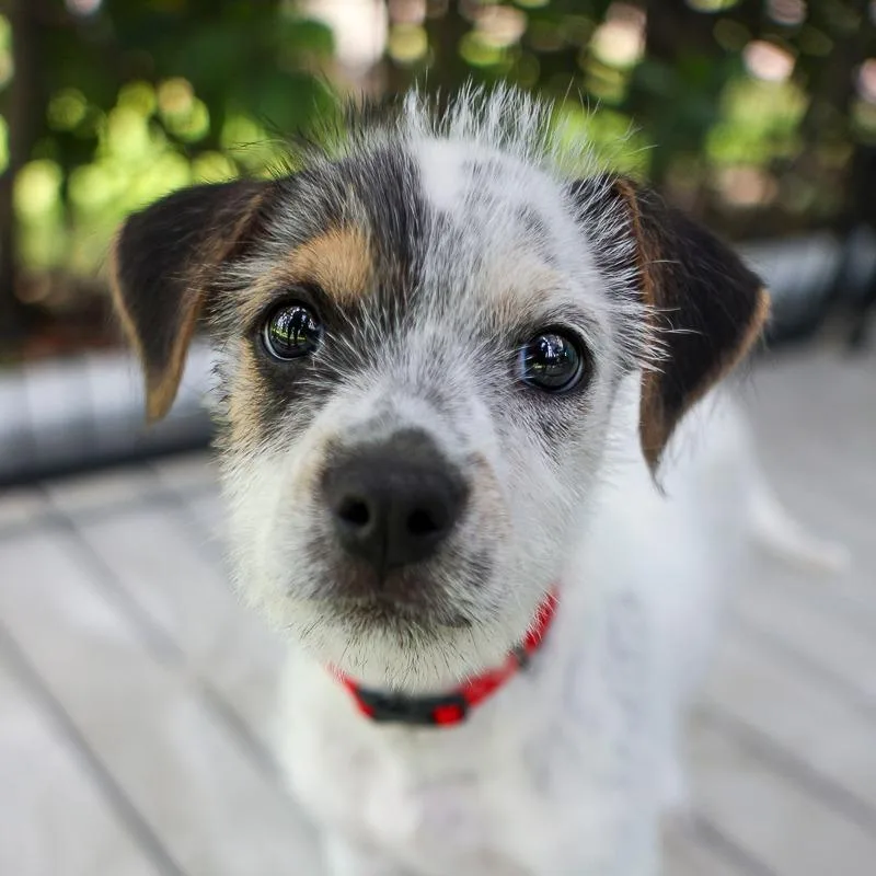 A baby small-sized male White / Cream Terrier dog named Jackson Stewart for adoption in Bradenton, FL