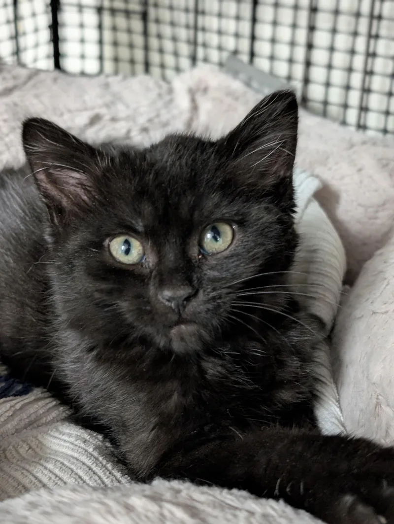 A baby medium-sized female Black Domestic Medium Hair cat named Sweet Pea for adoption in Tilton, IL
