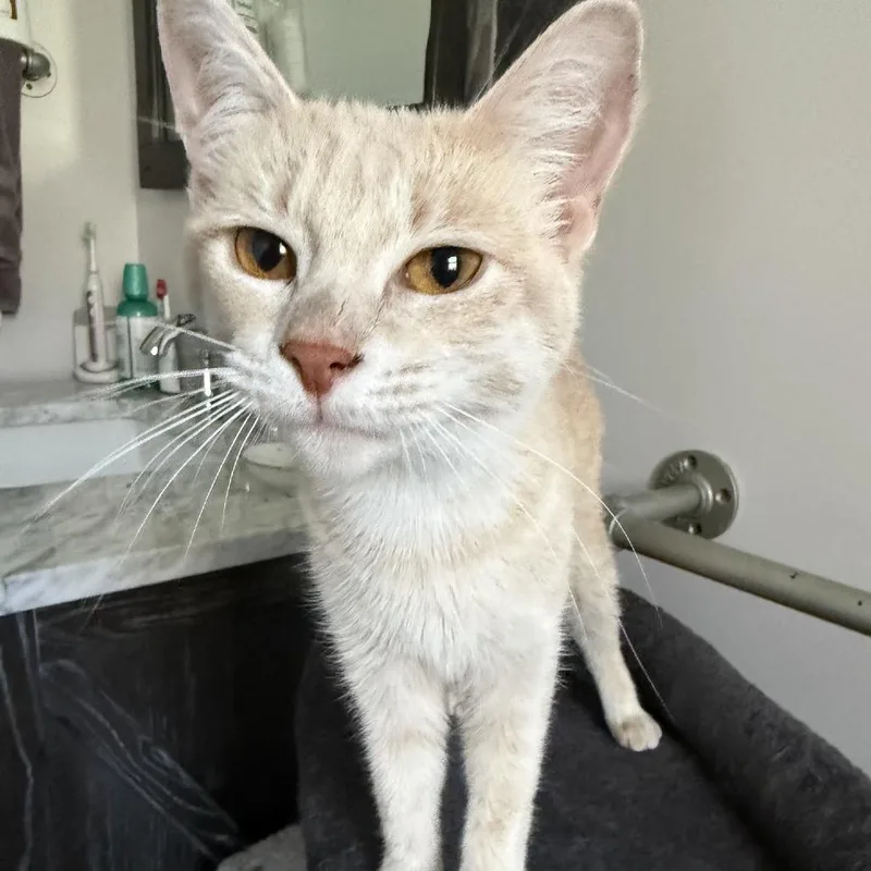 A young small-sized female Buff / Tan / Fawn Domestic Short Hair cat named Ginger Honeywell for adoption in Eaton Rapids, MI