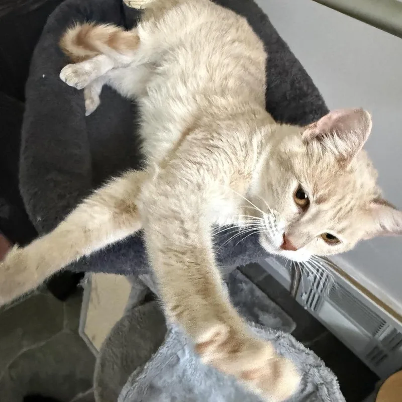 Ginger Honeywell thumbnail 4