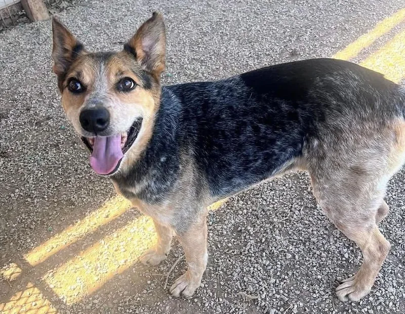 An adult medium-sized male Merle (Blue) Australian Cattle Dog / Blue Heeler dog named Sparky for adoption in Moyock, NC
