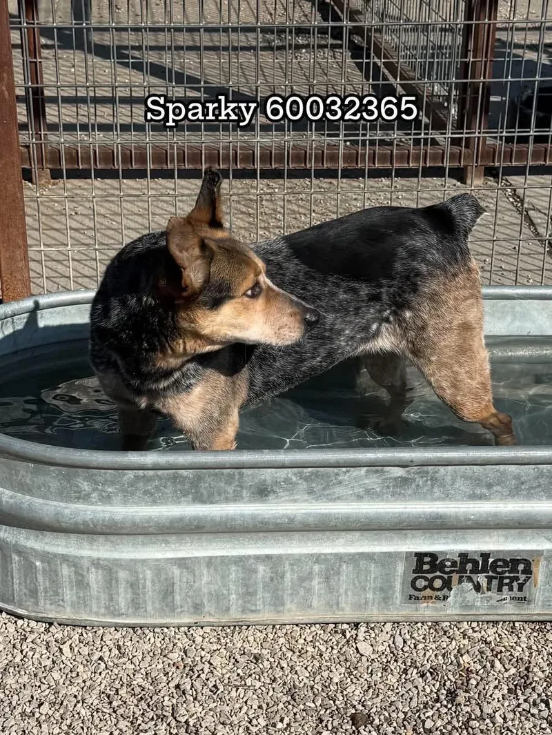 Sparky thumbnail 4