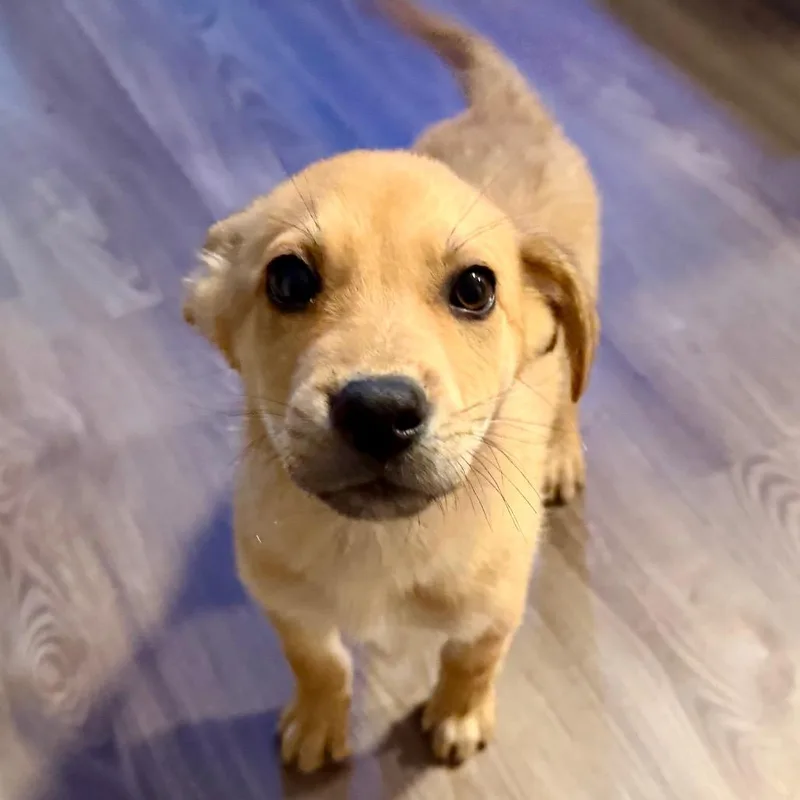 A young medium-sized male Yellow / Tan / Blond / Fawn Mixed Breed dog named Rigby for adoption in Opelika, AL