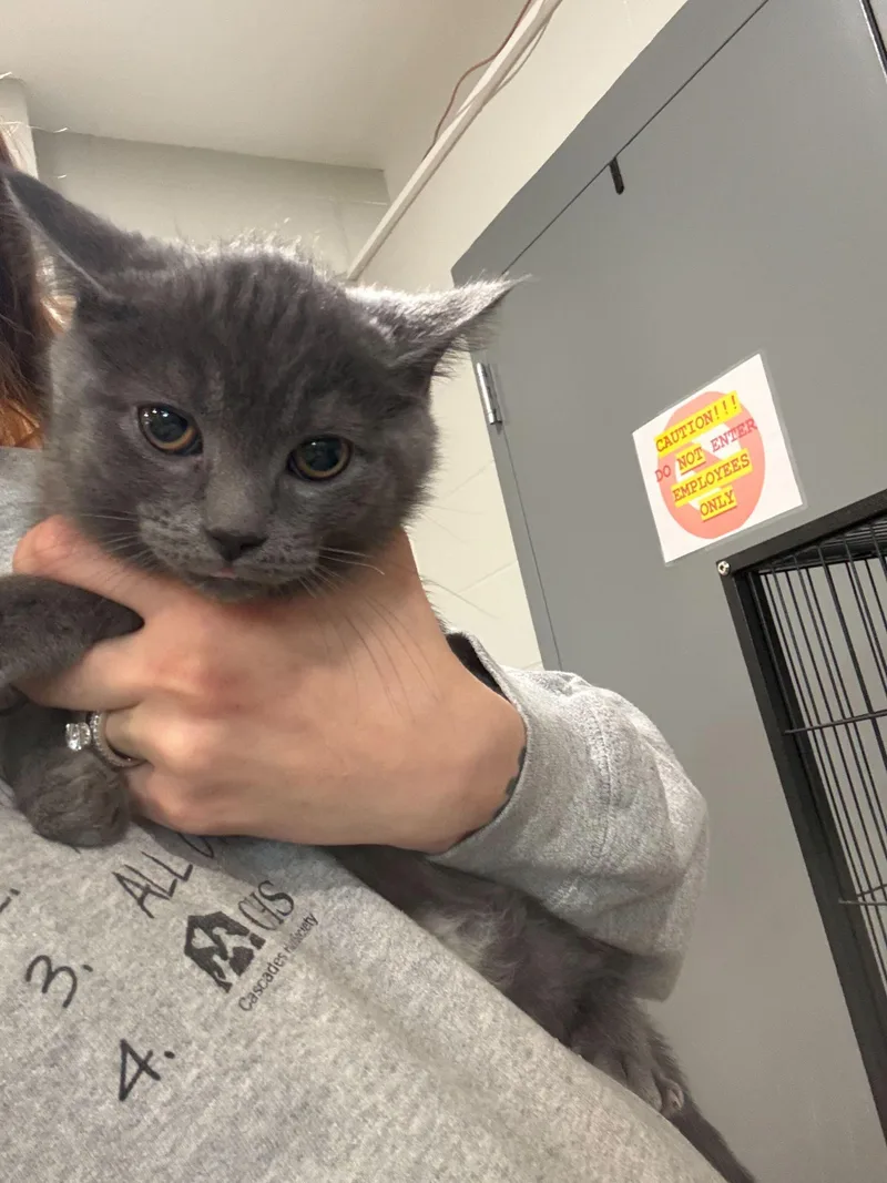 A baby small-sized male Gray & White Domestic Short Hair cat named Scuttle for adoption in Jackson, MI