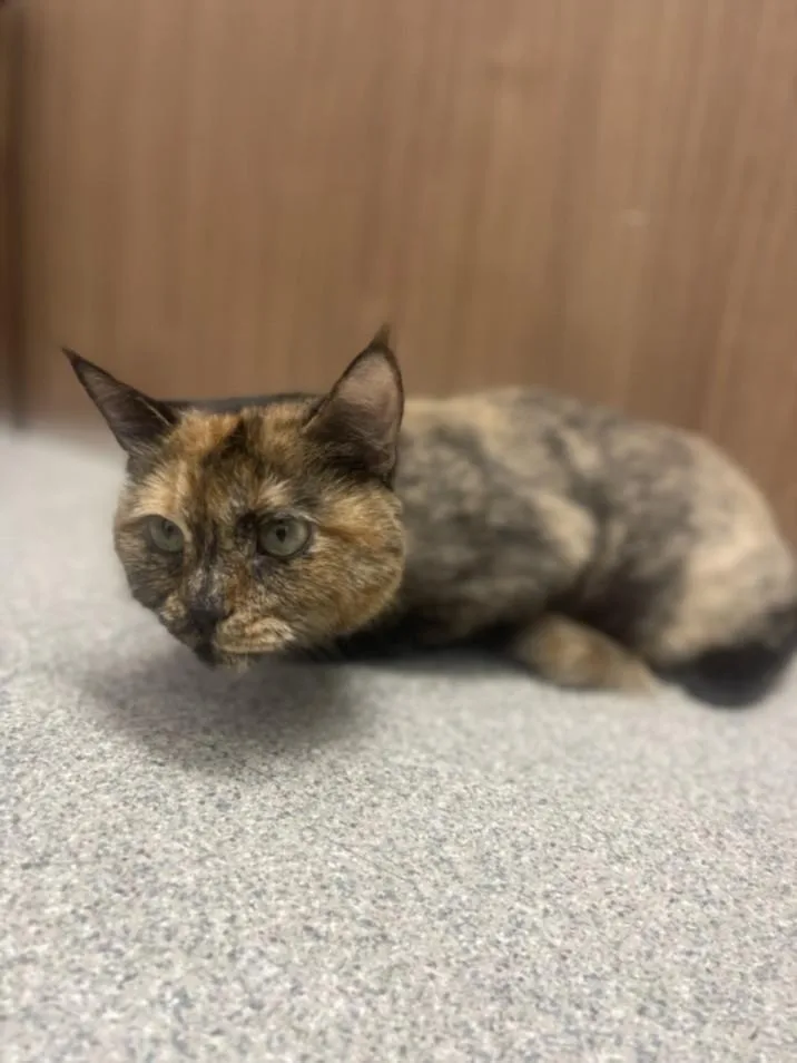 An adult medium-sized female Domestic Short Hair cat named Romie for adoption in Loveland, CO