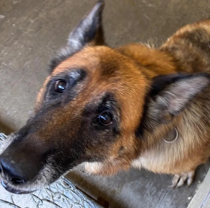 A senior large-sized female German Shepherd Dog dog named Sky for adoption in Elizabethton, TN