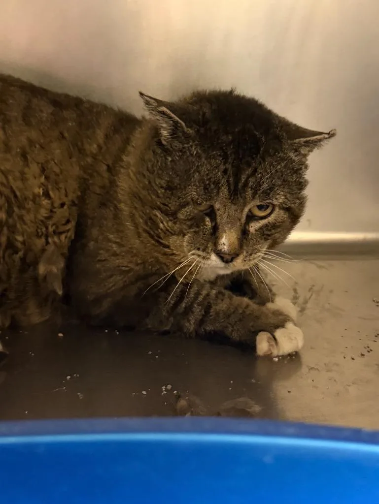 A senior large-sized male Domestic Short Hair cat named Grumpy for adoption in Thayne, WY