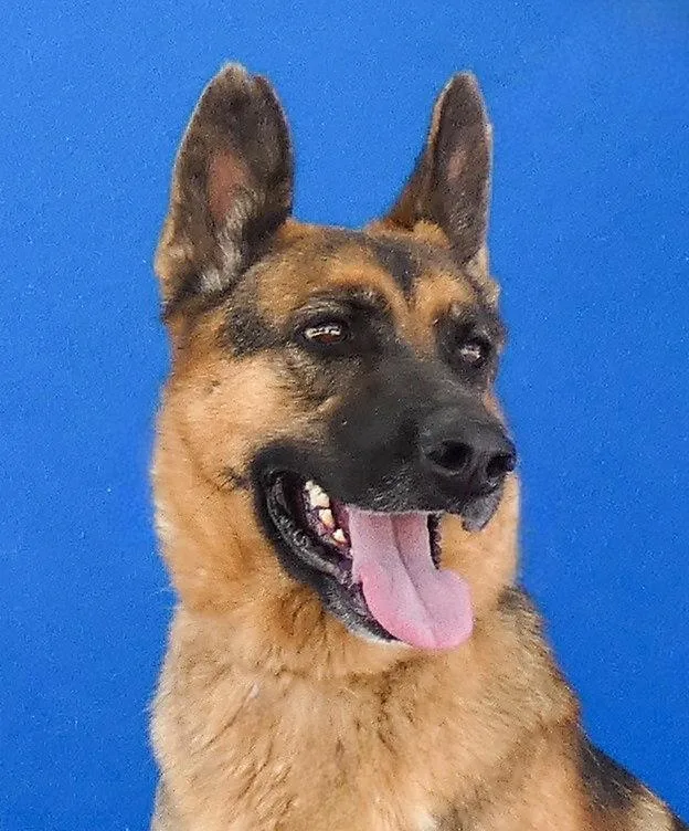 An adult large-sized female German Shepherd Dog named Lucy for adoption in Pasadena, CA