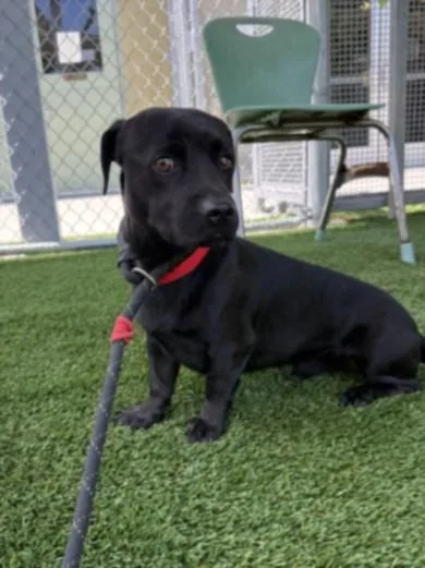 An adult medium-sized male Dachshund dog named Rufu for adoption in Los Angeles, CA