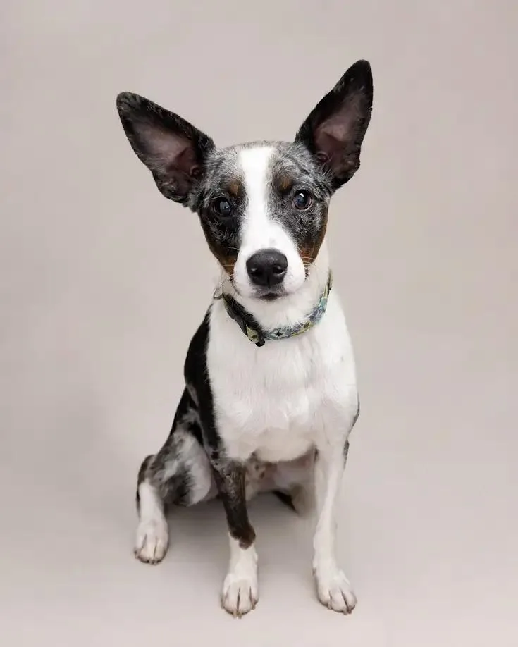 An adult small-sized male Merle (Blue) Mixed Breed dog named Ted for adoption in Lincoln, IL