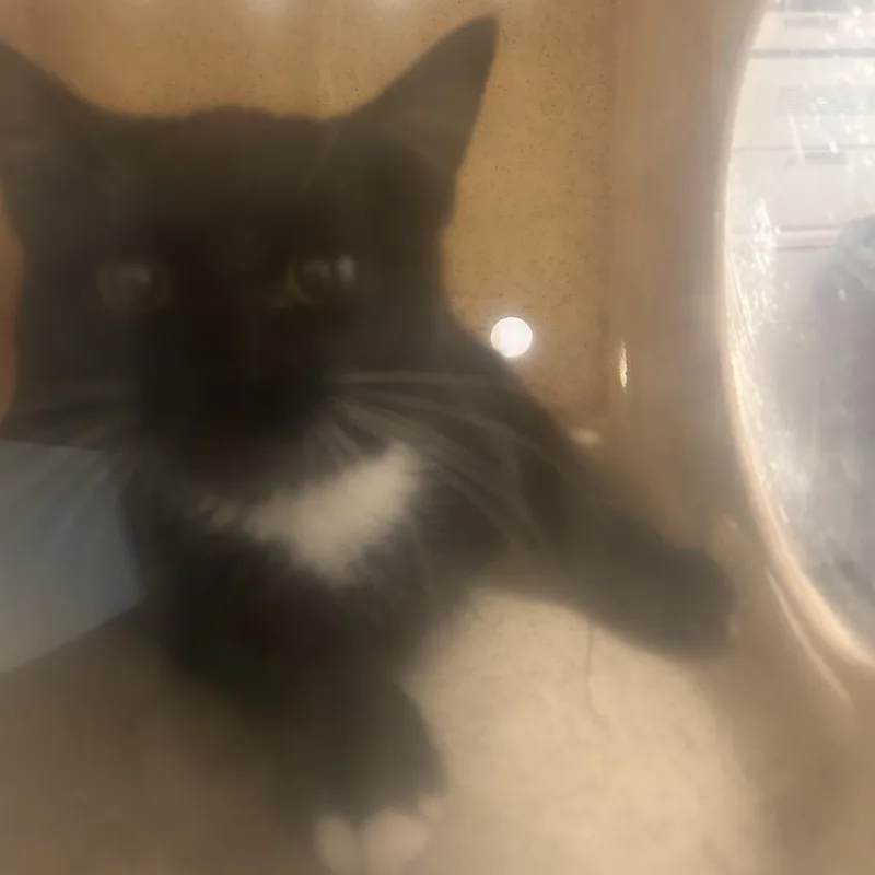 A baby medium-sized male Black Domestic Short Hair cat named Oreo Snoreo for adoption in Philadelphia, PA