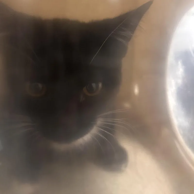 Oreo Snoreo thumbnail 2