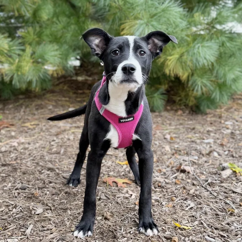 A baby small-sized female Black Terrier dog named Eden for adoption in East Hampton, NY