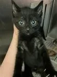 A baby medium-sized male Black Domestic Short Hair cat named Eclipse for adoption in Heathsville, VA