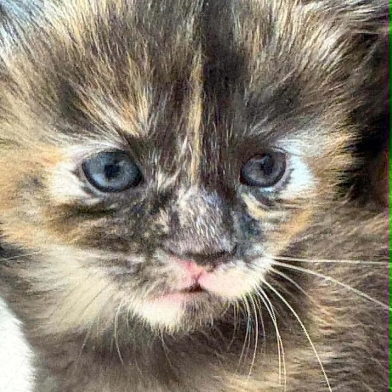 A baby small-sized female Black Domestic Medium Hair cat named Hip Hop for adoption in Winchester, VA