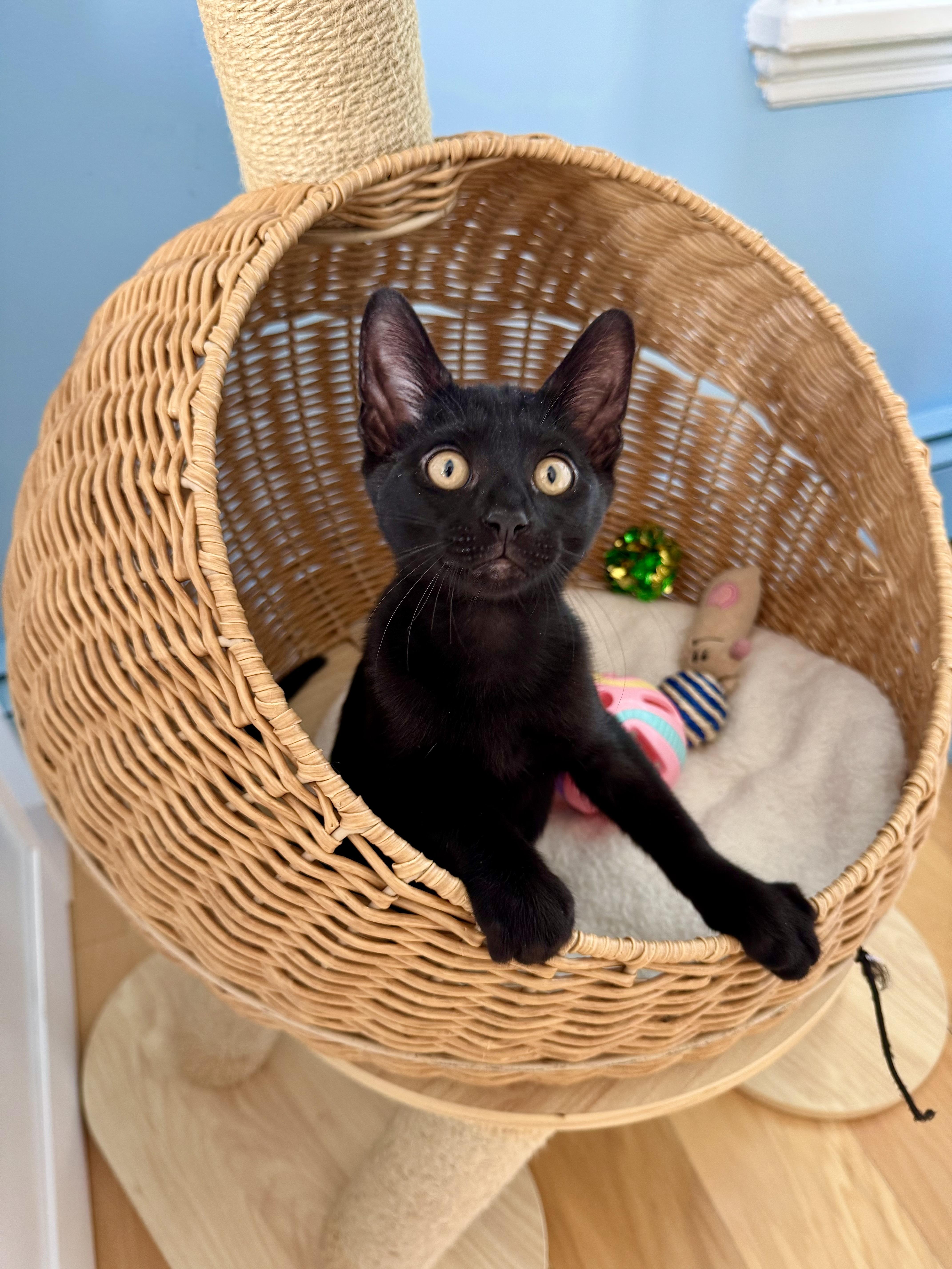 The Loaf Litter thumbnail 4