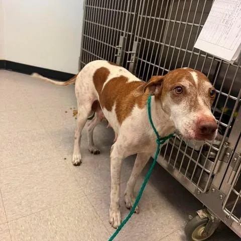An adult medium-sized female Red / Chestnut / Orange Pointer dog named Gracie for adoption in Bastrop, TX
